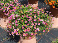 Pflanzkübel mit pink-weißen Blüten und grünen Laubblätter auf einer Schaufläche