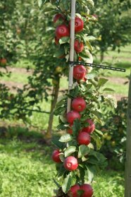 Säulenbaum mit reifenden roten Äpfeln und Laubblättern