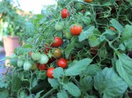 Reife und unreife Tomaten mit Laubblättern auf der Schaufläche