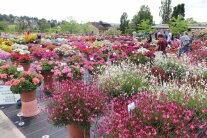 Auf der Schaufläche begutachten die Besucher bunt blühende Pflanzkübel.