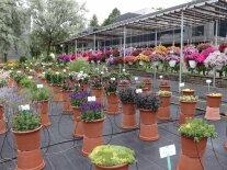 Pflanzkübel und Blumenampel mit blühenden Blumen auf einem Schaufeld