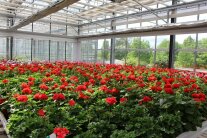 Pelargonienpflanzen auf den Kulturtisch im Gewächshaus