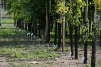 Jungpflanzen mit einer Schutzhülle stehen nebeneinander auf einem Feld mit Schildern