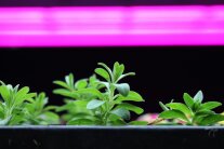 Jungpflanzen unter LED-Belichtung