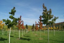 Bäume mit herbstlicher Laubfärbung auf der Plantage vor blauem Himmel, im Hintergrund Weinberge