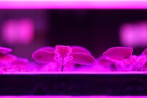 Pflanzen in der Anzucht im Mehrlagensystem unter LED-Belichtung.
