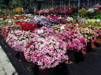 Blühenden Blumen in einem großen Topf mit Etiketten auf der Schaufläche