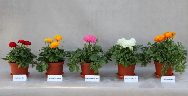 Fünf farbige Ranunkelpflanzen im Topf stehen dicht nebeneinander davor Etikettenschild
