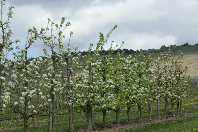 Birnenbäume mit Blüten auf der Plantage mit bedeckten Wolken