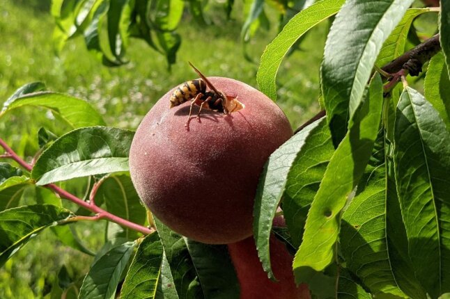 Eine Hornisse frisst an der Pfirsichfrucht.