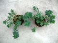 Zwei Pflanzentöpfe mit verschiedener Wuchsgröße stehen auf dem Boden 