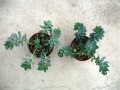 Auf dem Boden stehen zwei bepflanzte Töpfe, der linke ist mit Mehltau befallen
