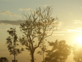 In der Mitte ein Baum mit wenig Blatt am Ast umgeben gesunder Baum, Hintergrund Sonnenuntergang und Wolken am Himmel