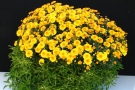 Chrysanthemen 'Bingo Jaune' + Alternanthera bettzickiana vert