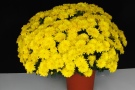 Chrysanthemen 'Fortuna' (Kientzler)