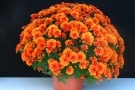 Orangefarbene Blumen im Topf