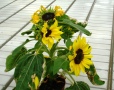 'Suntastic F1' 3 Wochen 1 °C (Hauptblüte verliert Zungenblüten ohne aufgeblüht zu sein, spätere Seitenknospen entwickeln sich normal)
