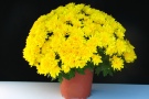 Gelbfarbene Blumen im Topf