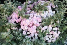 Chrysanthemen 'Toubo rose' + Gnaphalium argente