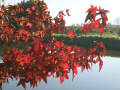 Auf den Ästen hängt rot färbende Blätter, Hintergrund kleiner See mit Zaun und Bäume