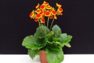 Calceolaria 'Calynopsis Yellow with Red' (Selecta) 15 cm Topf