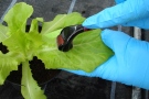 Bakteriose-Infektionsversuch mit Nadelroller an Salat (Foto: Katrin Boockmann (LfL))
