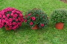 Drei Töpfe mit rotlühenden Chrysanthemen nebeneinander