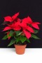 Euphorbia pulcherrima 'Christmas Eve' (Selecta)