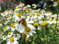 Bienenfreundliche Blumen - Biedens