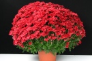 Chrysanthemen 'Bransea Red' (Brandkamp)