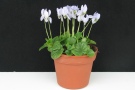 Viola odorata 'Icywhite' (Albiflora)