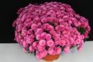 Chrysanthemen 'Braque Pink' (Fides)