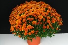 Chrysanthemen 'Ticara Orange' (Gediflora)