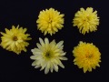 Blüten von 'Chrystal Yellow'
