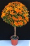 Chrysanthemen Stämmchen 'Songa orange' (Challet-Herault)