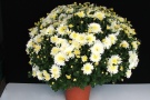 Chrysanthemen 'Calko Blanc' (Challet-Herault)