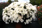 'Wikita white' (Gediflora)