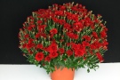 Chrysanthemen 'Camina Red' (Gediflora)