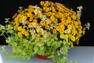 Chrysanthemen 'Bingo Jaune' + Gnaphalium dore