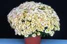 Weiß-gelbliche Blumen im Topf