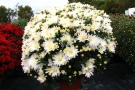 'Aluga white' (Gediflora)