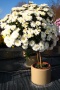 Chrysanthemen Stämmchen 'Burma blanc' (Challet-Herault)