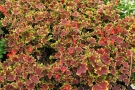 Pelargonium 'Vancouver Centennial' (Elsner)