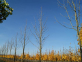 Auf einem Versuchsfeld stehen Bäume ohne Blätter in der Reihe, Hintergrund Bäume mit gelb färbend Blätter unter blauer Himmel