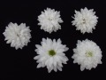 Blüten von 'Chrystal White'