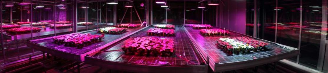 Pflanzen im Gewächshaus unter farbiger LED Belichtung