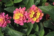 Lantana camara 'Lucky Rose Sunrise' (Florensis)