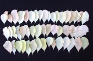 Euphorbia pulcherrima: Alle weißen Sorten, 2 Temperaturen