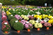 Versuchsfeld der LWG mit verschiedenen Chrysanthemensorten in Töpfen