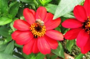 Sorten für Bienen attraktiv, Zinnia 'Profussion Red'